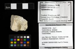 Foto (Objekt + Etiketten) von Tanidromites sp. 